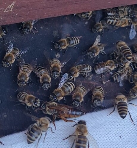 Screenshot_20250520_205839_Gallery