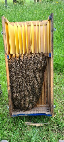 Bienenkiste am 10. Mai 23