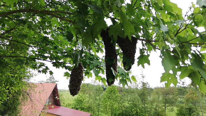 Schwarm 18.05.2026