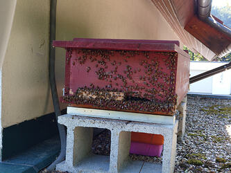 Bienenkiste