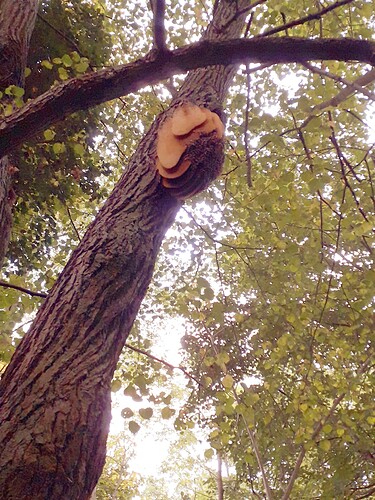 2025_10_11_Bienen_Sauen_Linde