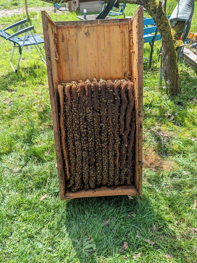 Weie Milben O..? - Krankheiten - Mellifera Diskussionsforum