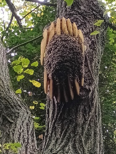 2025_10_12_Bienen_Sauen_Linde_vorn