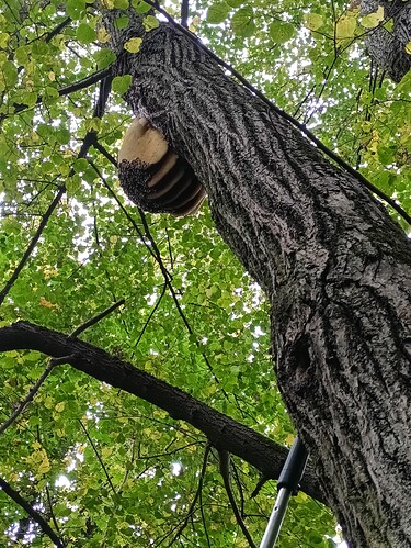 2025_10_12_Bienen_Sauen_Linde_Seite