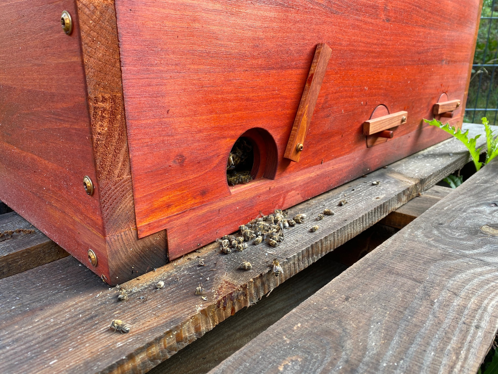AS Behandlung tote Bienen vor Flugloch. Was ist normal? - Anfänger