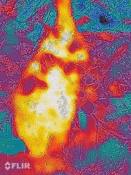 1flir