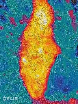 3flir